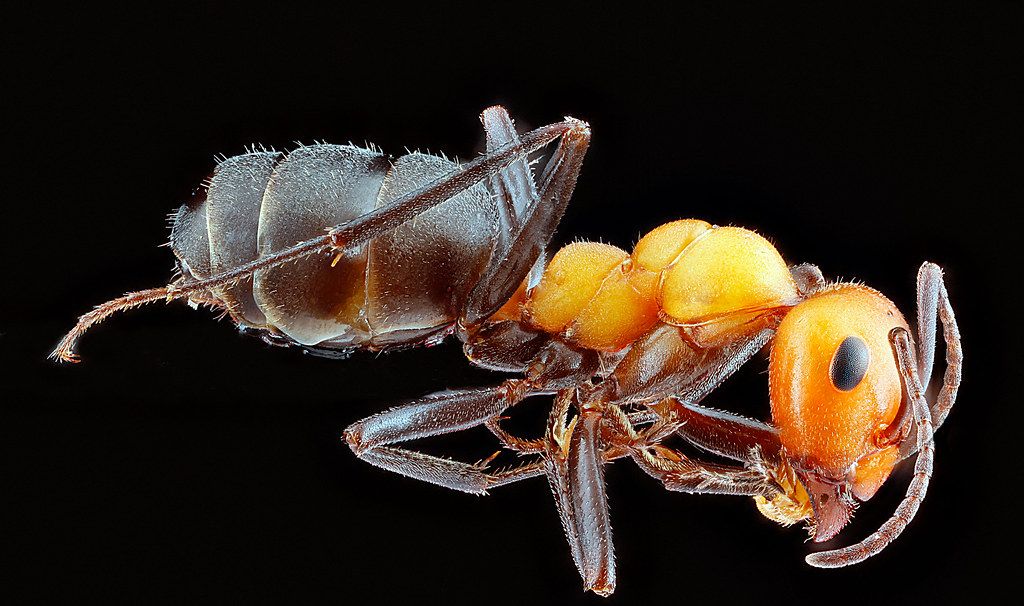 Ant Control service in El Paso de Robles, CA