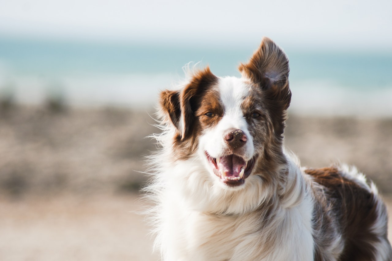 Flea & Tick Control service in El Paso de Robles, CA