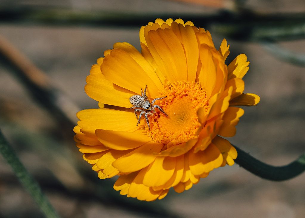 Spider Control service in El Paso de Robles, CA